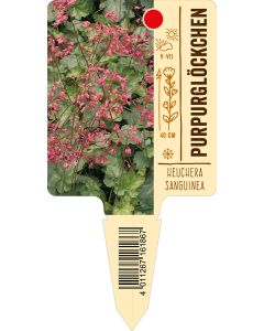 Heucherasanguinea, Bildstecketikett VS: