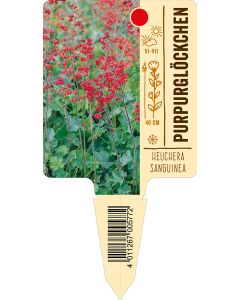 Heucherasanguinea, Bildstecketikett VS: