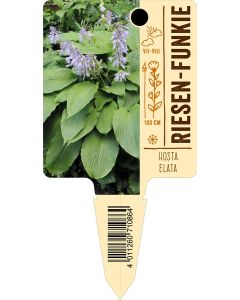 Hostaelata, Bildstecketikett VS: