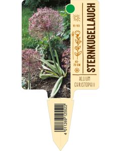 Alliumchristophii, Bildstecketikett VS: