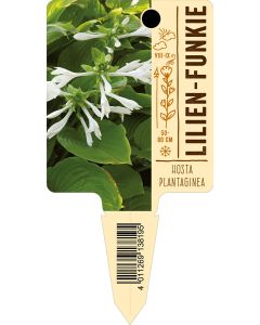 Hostaplantaginea, Bildstecketikett VS: