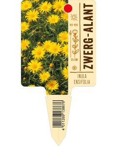 Inulaensifolia, Bildstecketikett VS: