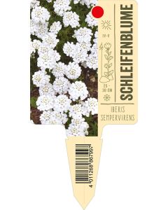 Iberis sempervirens, Bildstecketikett VS: