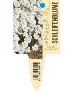 Iberis semp. 'Zwergschneeflocke', Bildstecketikett VS: