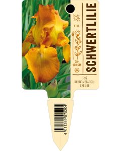 IrisBarbata-Elatior-Hybride, Bildstecketikett VS: