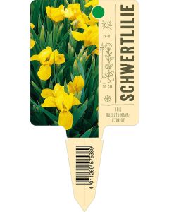 IrisBarbata-Nana-Hybride, Bildstecketikett VS: