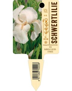 IrisBarbata-Elatior-Hybride, Bildstecketikett VS: