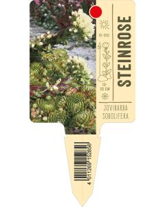 Jovibarbasobolifera, Bildstecketikett VS: