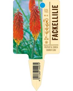 Kniphofia uvaria 'Grandiflora', Bildstecketikett VS: