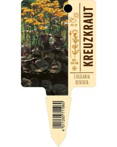 Ligulariadentata, Bildstecketikett VS: