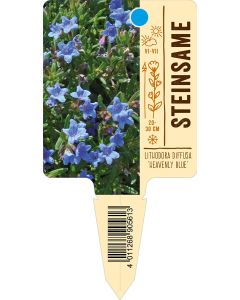 Lithodora diffusa 'Heavenly Blue', Bildstecketikett VS: