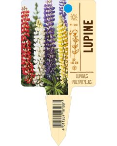 Lupinus-Polyphyllus-Hybride, Bildstecketikett VS: