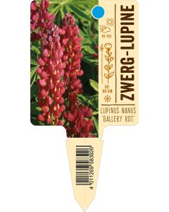 Lupinus Nanus 'Gallery Rot', Bildstecketikett VS: