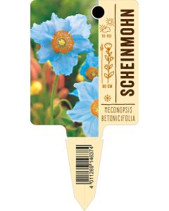 Meconopsisbetonicifolia, Bildstecketikett VS: