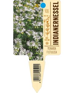 MonardaFistulosa-Hybride, Bildstecketikett VS: