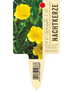 Oenotheramacrocarpa, Bildstecketikett VS: