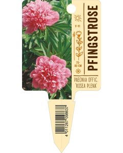 Paeonia officinalis 'Rosea Plena', Bildstecketikett VS: