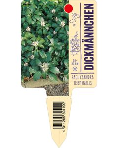 Pachysandraterminalis, Bildstecketikett VS: