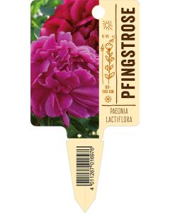 PaeoniaLactiflora-Hybride, Bildstecketikett VS: