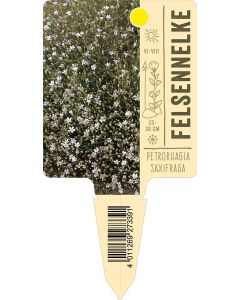 Petrorhagiasaxifraga, Bildstecketikett VS: