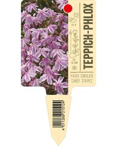 Phlox subulata 'Candy Stripes', Bildstecketikett VS: