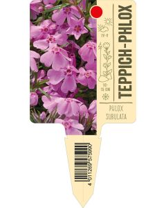 Phloxsubulata, Bildstecketikett VS: