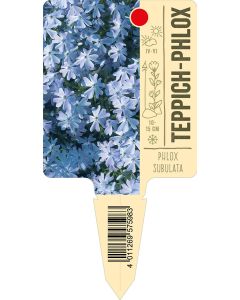 Phloxsubulata, Bildstecketikett VS: