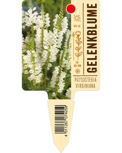 Physostegiavirginiana, Bildstecketikett VS: