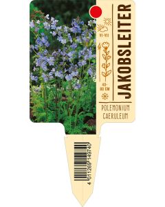 Polemoniumcaeruleum, Bildstecketikett VS: