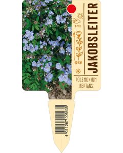 Polemoniumreptans, Bildstecketikett VS: