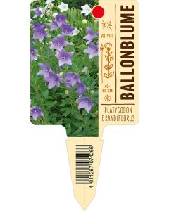 Platycodongrandiflorus, Bildstecketikett VS: