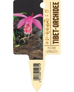 Pleionelimprichtii, Bildstecketikett VS: