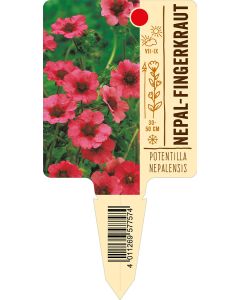 Potentillanepalensis, Bildstecketikett VS: