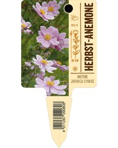 AnemoneJaponica-Hybride, Bildstecketikett VS: