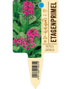 Primulajaponica, Bildstecketikett VS: