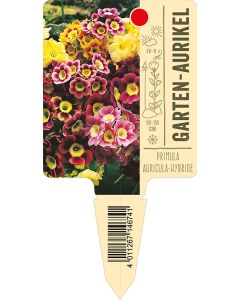 Primula Auricula-Hybride