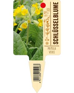 Primulaveris, Bildstecketikett VS: