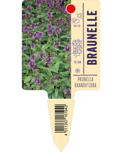 Prunellagrandiflora, Bildstecketikett VS: