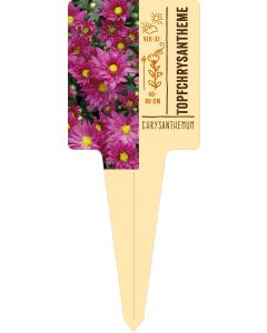 Chrysanthemum, Bildstecketikett VS: