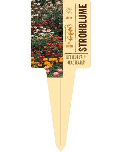 Helichrysum bracteatum, Bildstecketikett VS: