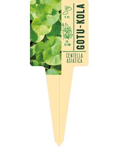 Centella asiatica, Bildstecketikett VS: