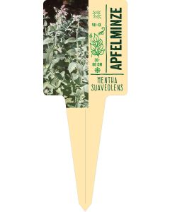 Mentha suaveolens, Bildstecketikett VS: