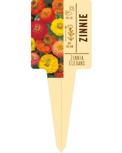 Zinnia elegans, Bildstecketikett VS: