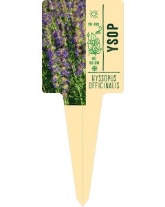 Hyssopus officinalis, Bildstecketikett VS: