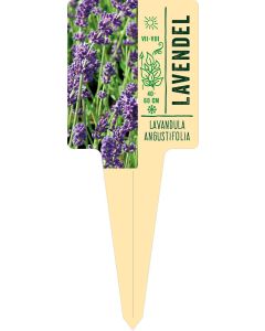 Lavandula angustifolia, Bildstecketikett VS: