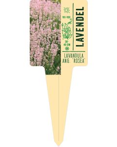 Lavandula ang. 'Rosea', Bildstecketikett VS: