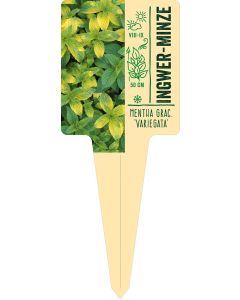 Mentha grac. 'Variegata', Bildstecketikett VS:
