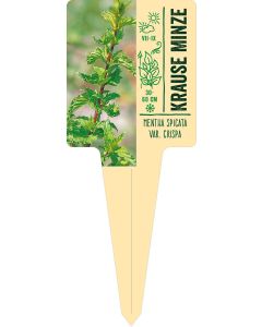 Mentha spicata var. crispa, Bildstecketikett VS: