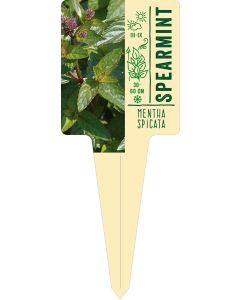 Mentha spicata, Bildstecketikett VS: