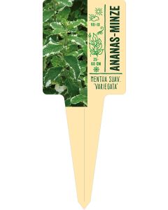 Mentha suav. 'Variegata', Bildstecketikett VS: